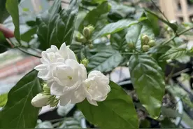 5种花“浇不死”，一天一斤水，反而越长越旺，叶绿花多!图片