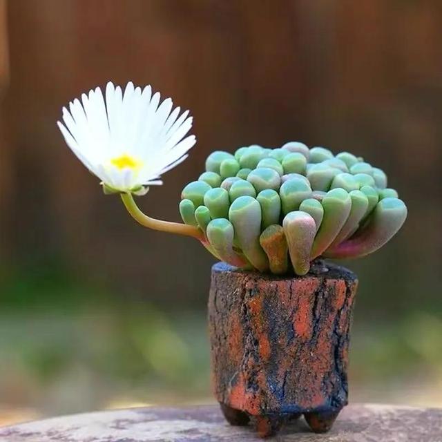 水润润,肉乎乎,萌萌哒,可爱,多肉植物,请欣赏