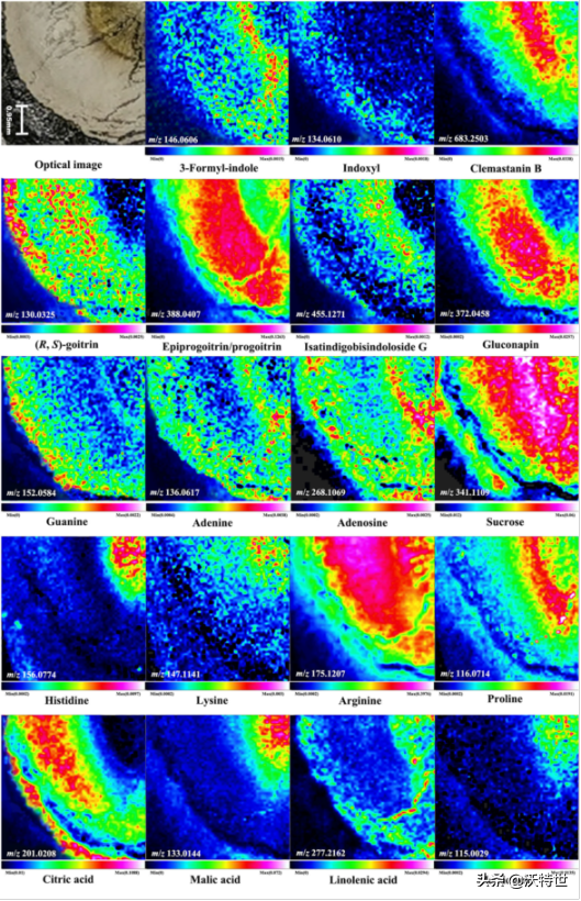解吸电喷雾质谱成像(DESI-MSI)阐明板蓝根品质特征