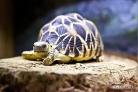 12年男子捡到“乌龟”，养了7年发现不对劲，警方赶到将乌龟带走图片