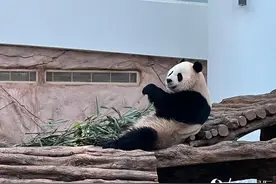 【网连世界】中国熊猫 中东“圈粉”图片