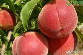 农技学堂：桃树可以嫁接哪些果树？图片