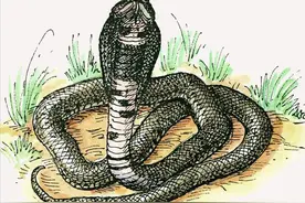 雄性眼镜王蛇若求爱失败，会直接将雌性杀掉！雌性为何宁死不从？图片