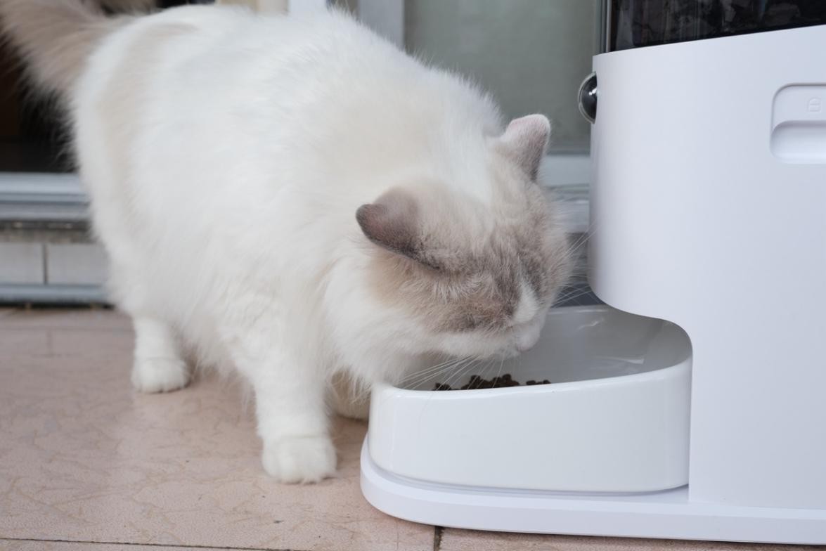 远程视频,科学投喂,宠咕咕宠物智能喂食器初体验