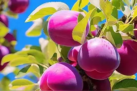 悄悄放倒大树的除草剂“精典组合”，不用锯不用斧，安全经济高效图片