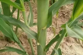 玉米为啥长“丫子”？是掰掉好？还是留下好图片