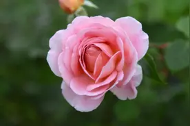 不去亲戚家拜年，也不想亲戚来自己家拜年的人，多半是这几种状况图片