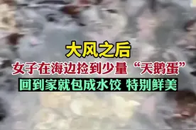 大风之后，女子在海边捡到少量“天鹅蛋”，回到家就包成水饺，特别鲜美图片