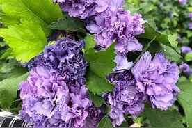 5种花是“醋坛子”，一个月不吃醋就黄叶，半月喝一杯，叶绿花美图片