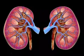 吃“韭菜”能补肾吗？医生：想要补肾，多吃5类食物或有帮助图片