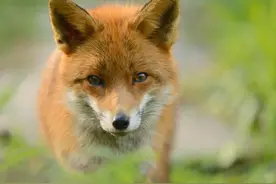 1991年，广西村民为抓住贪吃狐狸，挖开狐狸洞，意外收获顶级国宝图片