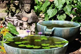 庭院内，一个小小的缸也可以造就一个美美的景图片