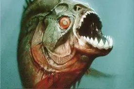 凶残可怕的食人鱼，为何没能在亚马逊河流里泛滥？是因天敌太多？图片