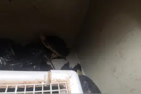 几点告诉你为什么养龟图片