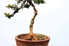 珍珠黄杨产在何地？有何优点该怎样养护？图片