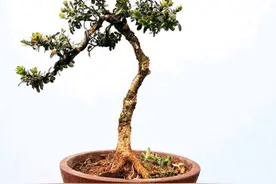 珍珠黄杨产在何地？有何优点该怎样养护？图片