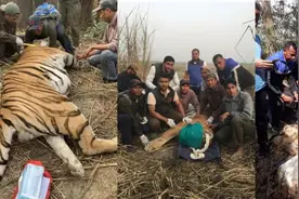 印度出动200人围猎食人虎！曾造成9人死亡，为何非要击毙食人虎？图片