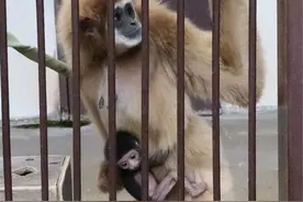 日本动物园独居母猿竟意外产崽！园方迷惑：这到底咋怀上的？图片