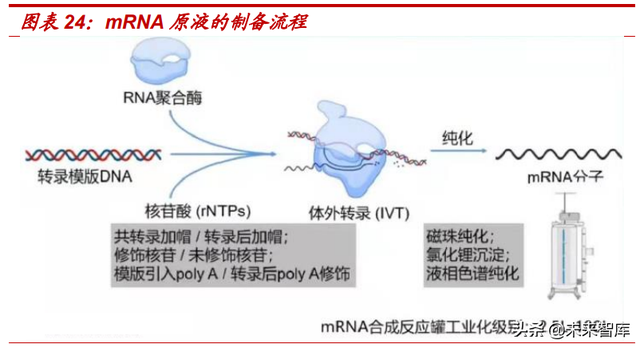 医药生物行业专题报告：mRNA技术有望迎来黄金十年