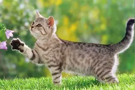 母猫交配后，为何会满地打滚，转过头攻击公猫？图片