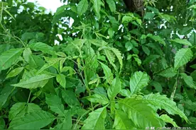 家门口1种植物，曾砍来当柴烧，殊不知地下含有“黄金根”，珍贵图片