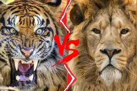 老虎vs狮子，究竟谁才是真正的兽中之王？图片