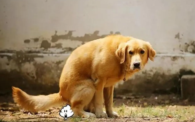 狗狗经常腹泻拉肚子是怎么回事？主人看看这个就知道了