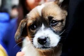 谨记！这7件“禁忌事”不要对狗狗做，否则它会讨厌你图片