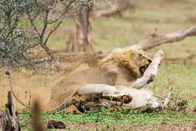 春宵一刻值千金，为何在狮子交配的时候，要发生短暂的打斗？图片