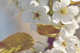 【乡约浦口】 春已至，花已开，快来打卡吧图片