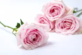 99%的人都不知道白色情人节应该怎么过图片