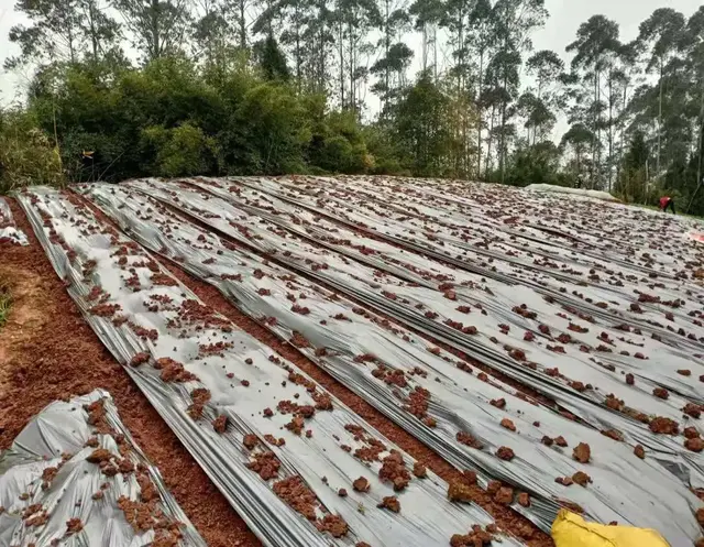 辣椒喜欢什么肥料？老农教你4个施肥妙招，辣椒结得又多又不弯