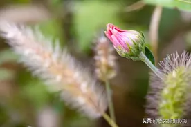 明明相机像素很高，为什么拍出来的照片总是很“肉”？图片