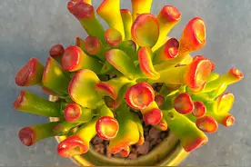 7种“如意花”，客厅一放，快速爆棚，吸财又旺家图片