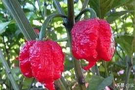 龙息辣椒：世上无人敢吃，厨师都不敢用它做菜，为何还要种植它？图片