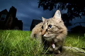 猫咪半夜喵叫，可能有这些原因图片