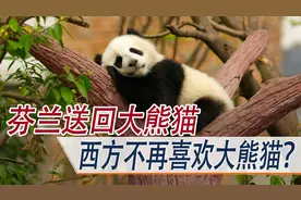 芬兰送回大熊猫，美日英已经这样干，西方不再喜欢我们的国宝？图片