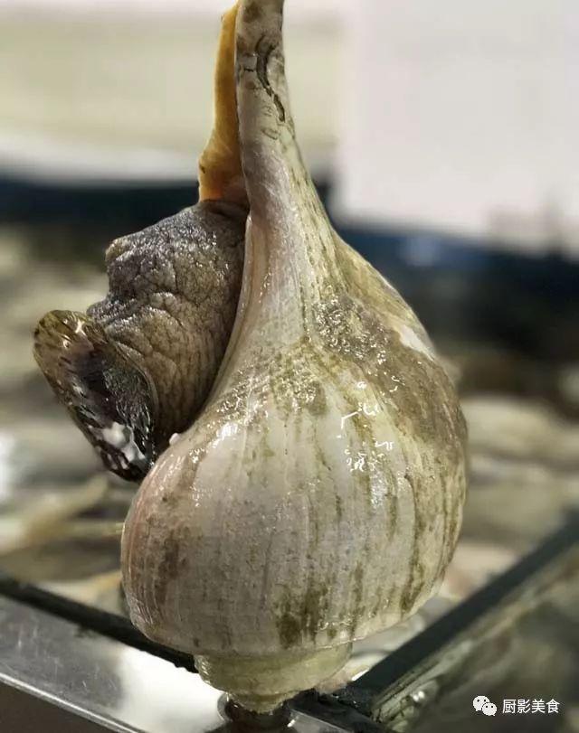 40头的花胶是几级 2025年花胶40头是什么意思?