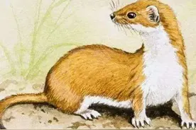 民间故事：黄鼠狼讨封，男子却向它扔石子，他说你欠的债还没还完图片