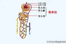 肾小球的作用，重要性，以及如何有效保护肾小球？图片