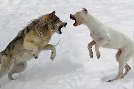 狗和狼能杂交出狼狗，假如碰上鬣狗，会生下什么样的后代？图片