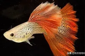 买了个新鱼缸，我该如何选择合适的过滤器？图片