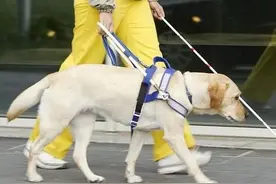 用了上百年的导盲犬，被网友们喷成了一场骗局，且不如电子盲杖？图片