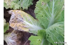 大白菜结球后，外叶发黄有斑点的原因及防治措施图片