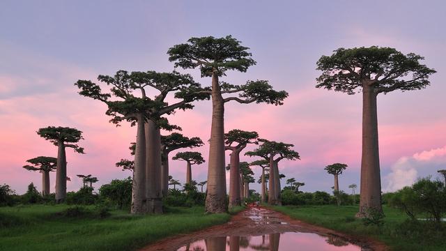 猴面包树寿命可达5000年,能吃能喝又能住,引进中国后却大变样?