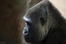 为什么外星文明不来找我们？5种主流猜测，你最认可哪种？图片