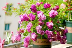 初春月季花长花苞，最怕一种害虫图片