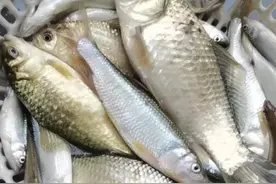 如果钓鱼，尽量不要夜钓图片