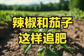 给茄子和辣椒追肥？记住一定别少了这几种肥，高产稳产靠的就是它图片