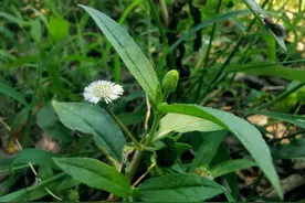 本草集——墨旱莲图片